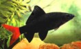 /album/importados-exoticos/labeo-bicolor-jpg/